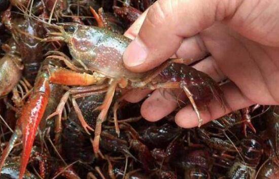 小龙虾什么时间放虾苗好,小龙虾放虾苗的最佳时间_养虾