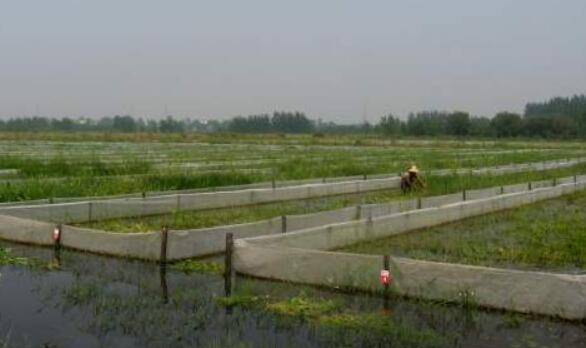 小龙虾的生长环境什么样_养虾