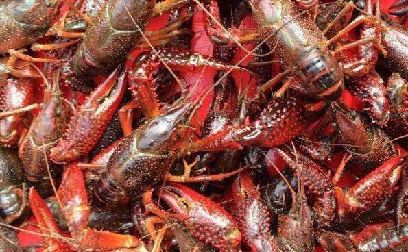 淡水小龙虾养殖三要点,水好料好小龙虾长得好_养虾