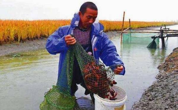 淡水养小龙虾怎么才赚钱,抓住三点,养小龙虾赚大钱_养虾