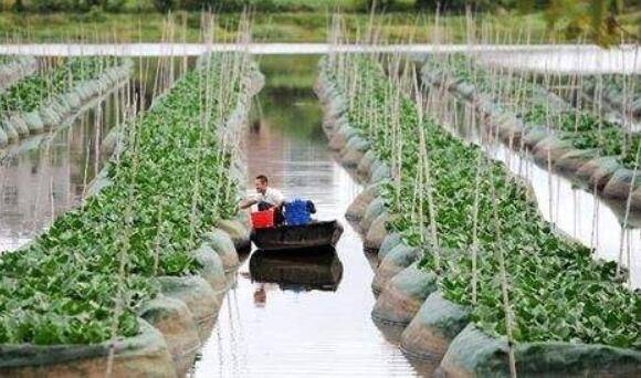 稻田小龙虾的饲养管理要求_养虾