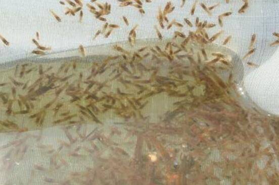 怎么计算小龙虾虾苗的投放密度_养虾