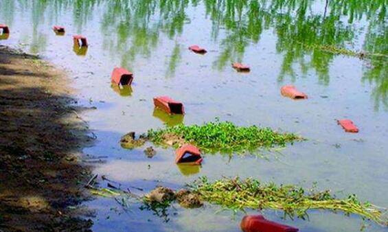 养小龙虾怎么避免损失,小龙虾养殖的几个小问题_养虾