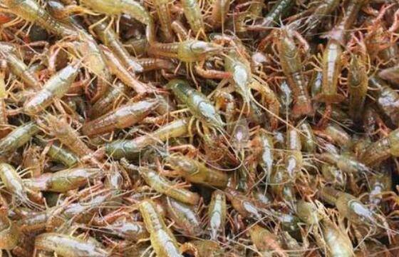 稻田养小龙虾怎么放养虾苗,不同月份虾苗放养不一样_养虾