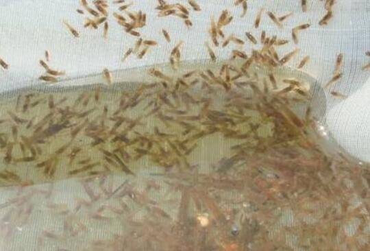 培养小龙虾优质虾苗的措施有哪些_养虾