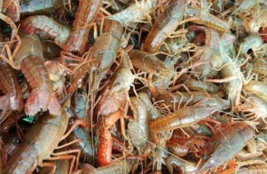 稻田养小龙虾怎么放养虾苗,不同月份虾苗放养不一样_养虾