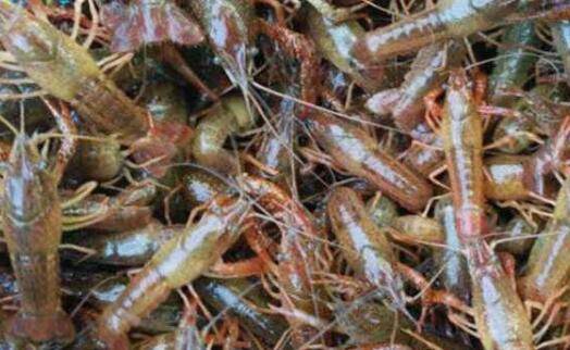 小龙虾虾苗的规格要求,小龙虾虾苗多大为好_养虾