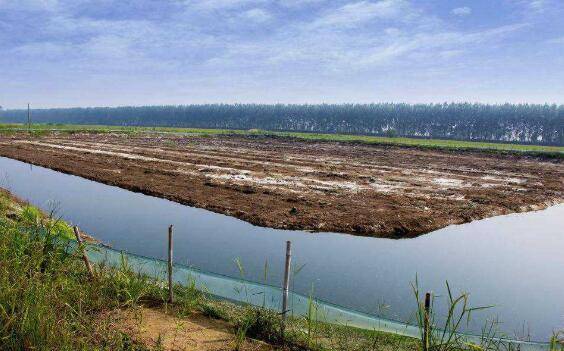 稻田小龙虾的饲养管理要求_养虾