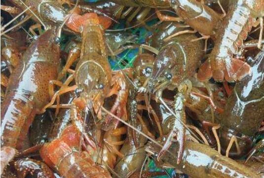 小龙虾放苗后多久喂食,小龙虾放苗前后的注意事项_养虾