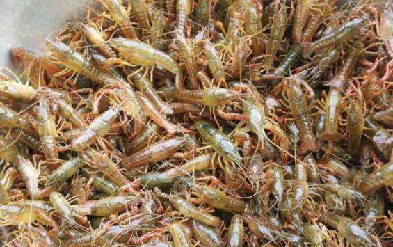 小龙虾亲虾怎么挑选,亲虾挑选的5个技巧看一看_养虾