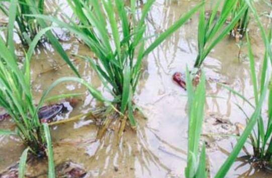 低洼稻田小龙虾怎么养,做到这四点,小龙虾能养好_养虾
