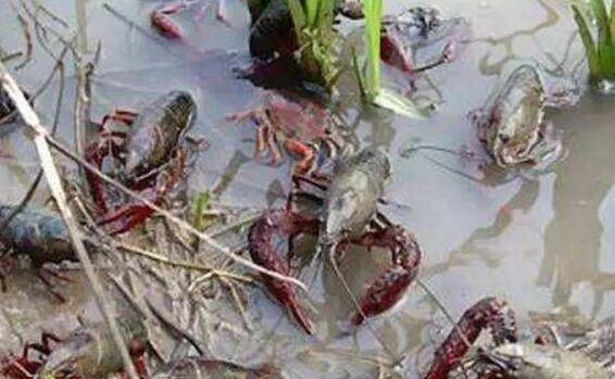 小龙虾养殖稻田中怎么挖沟,附稻田选择与挖沟方法_养虾