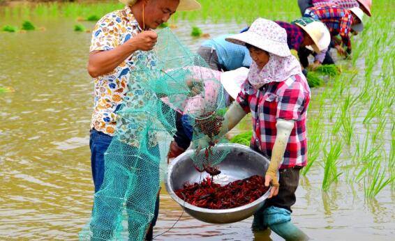 稻田养殖小龙虾有哪些模式,这三种养虾模式看一看_养虾