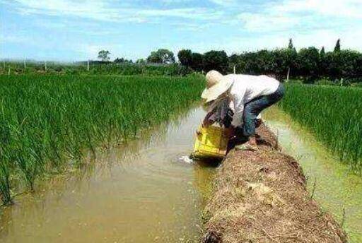 稻田养殖小龙虾怎么控制水位?_养虾