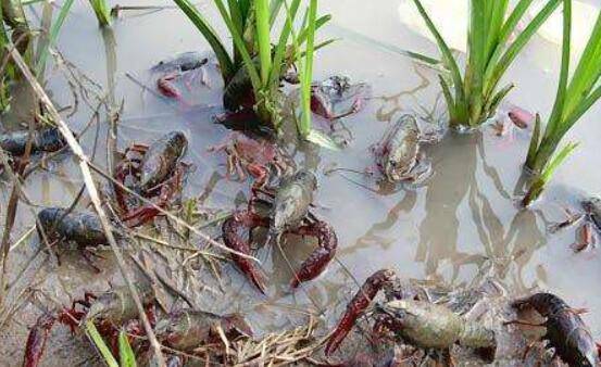低洼稻田小龙虾怎么养,做到这四点,小龙虾能养好_养虾