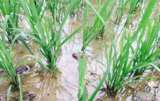 稻田小龙虾养殖先栽秧还是先放苗?_养虾