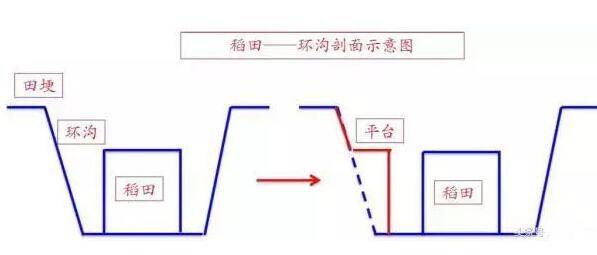 小龙虾养殖稻田中怎么挖沟,附稻田选择与挖沟方法_养虾