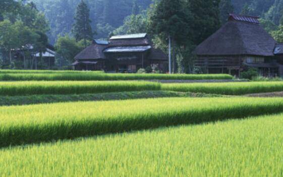 五月小龙虾稻田水深多少好_养虾