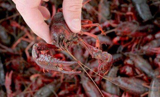 稻田养殖小龙虾的蜕壳问题,五大措施促蜕壳_养虾