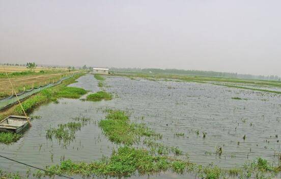 稻田养殖小龙虾时水质难肥的12个原因_养虾