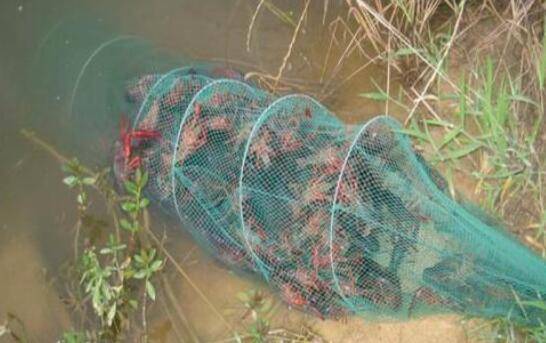 地笼抓淡水小龙虾放什么饵料好?_养虾