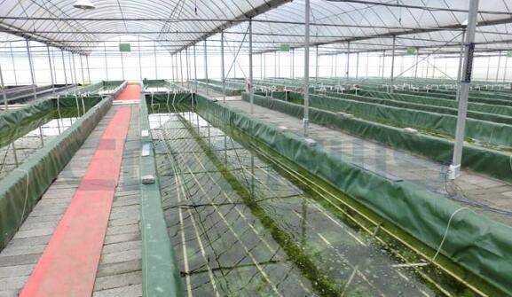 淡水小龙虾大棚养殖怎么养,这四个技术要点记心上_养虾