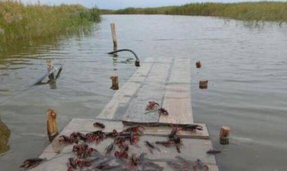 淡水小龙虾的养殖池塘条件_养虾