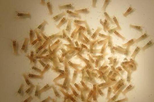 淡水小龙虾的放苗要求_养虾