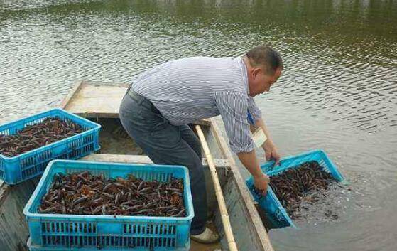 淡水小龙虾放养注意什么问题,这五点一定要看_养虾