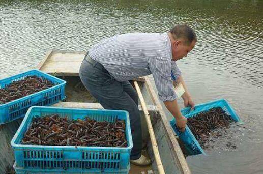 淡水养小龙虾怎么才赚钱,抓住三点,养小龙虾赚大钱_养虾