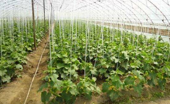 黄瓜定值的条件与定值要求有哪些_蔬菜种植