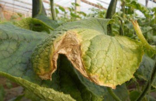 黄瓜的三种病害防治要求_蔬菜种植