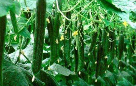 黄瓜的种植时间怎么来安排?_蔬菜种植