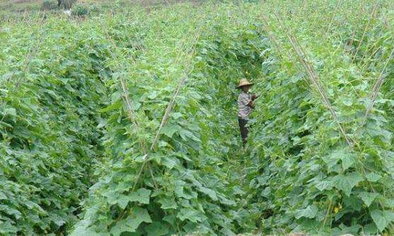黄瓜种植的田间管理要求_蔬菜种植