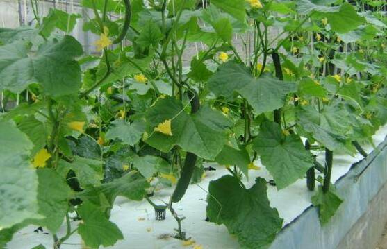 种植黄瓜的几个技术要点_蔬菜种植