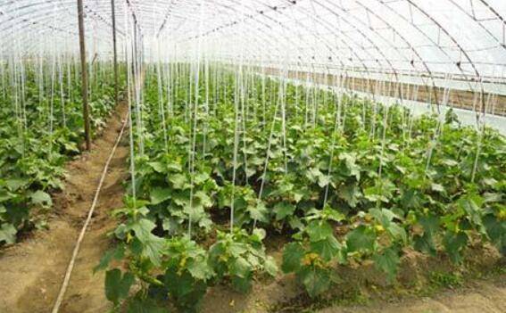 黄瓜定植前的准备工作, 黄瓜定植时的注意问题_蔬菜种植