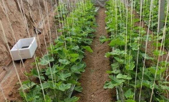 黄瓜种植地的选择与地膜覆盖方法_蔬菜种植