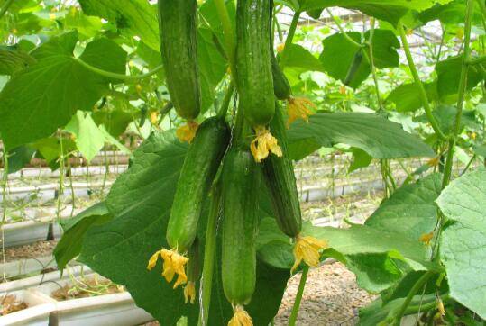 黄瓜磷肥不足的症状,黄瓜缺少磷肥的防治方法_蔬菜种植