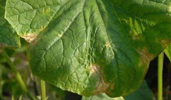 黄瓜枯萎病的症状,黄瓜枯萎病的防治方法_蔬菜种植