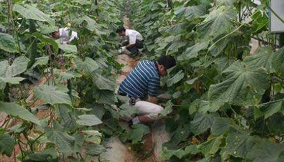 黄瓜施肥施得好,黄瓜长得壮收成好_蔬菜种植