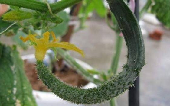 黄瓜弯曲不用怕,会这几招黄瓜弯曲不是事_蔬菜种植