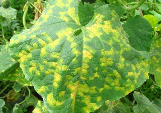 黄瓜霜霉病的症状危害,黄瓜霜霉病的防治方法_蔬菜种植