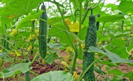 黄瓜蔓枯病的几大症状,黄瓜蔓枯病的防治_蔬菜种植