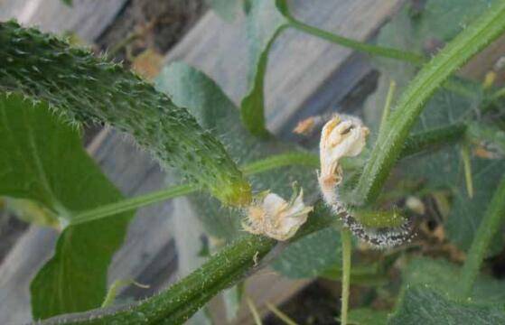 黄瓜灰霉病的几大症状,黄瓜灰霉病的防治措施_蔬菜种植