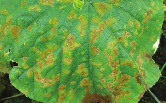 黄瓜黑斑病的几种症状,黄瓜黑斑病的防治措施_蔬菜种植