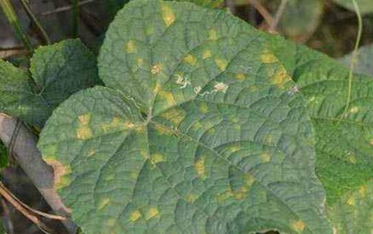 黄瓜晚疫病的几种症状,黄瓜晚疫病的防治方法_蔬菜种植