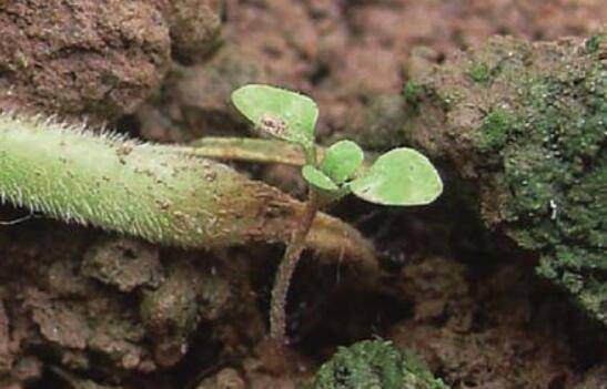 黄瓜猝倒病的几种症状,黄瓜猝倒病的防治方法_蔬菜种植