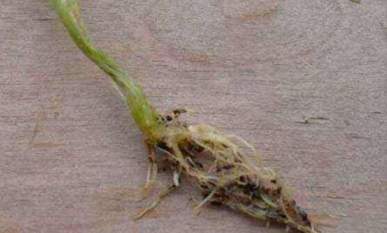 黄瓜立枯病的几种症状,黄瓜立枯病的防治方法_蔬菜种植