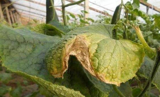 黄瓜烂头的三种病因,黄瓜烂头的防治方法_蔬菜种植