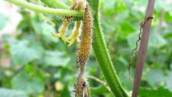 黄瓜烂花病的危害,黄瓜烂花的防治方法_蔬菜种植